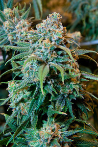 400px-Cannabis_Plant