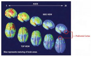 braindevelopment3